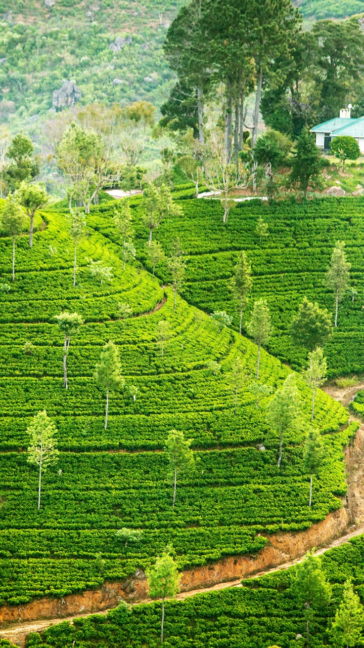 高地, 种植园, 山站, 露台, 农业 壁纸 720x1280 允许