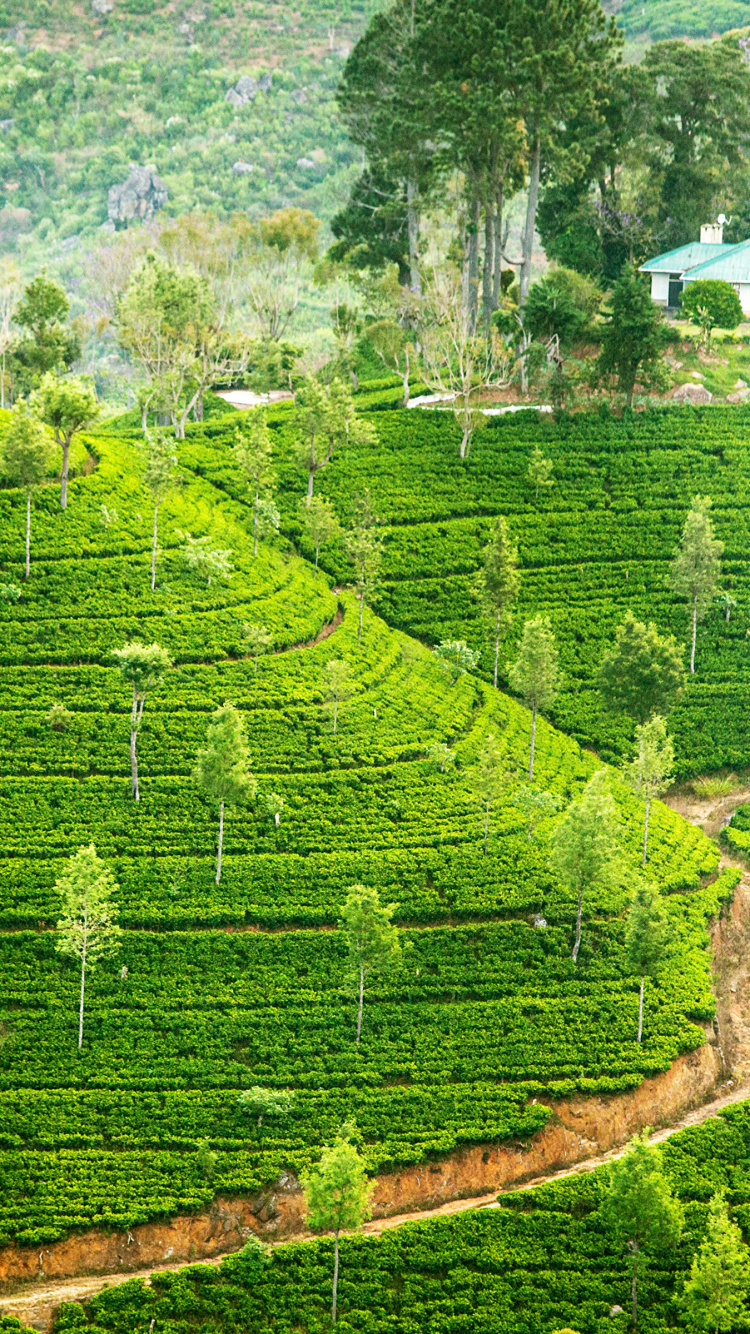 高地, 种植园, 山站, 露台, 农业 壁纸 750x1334 允许