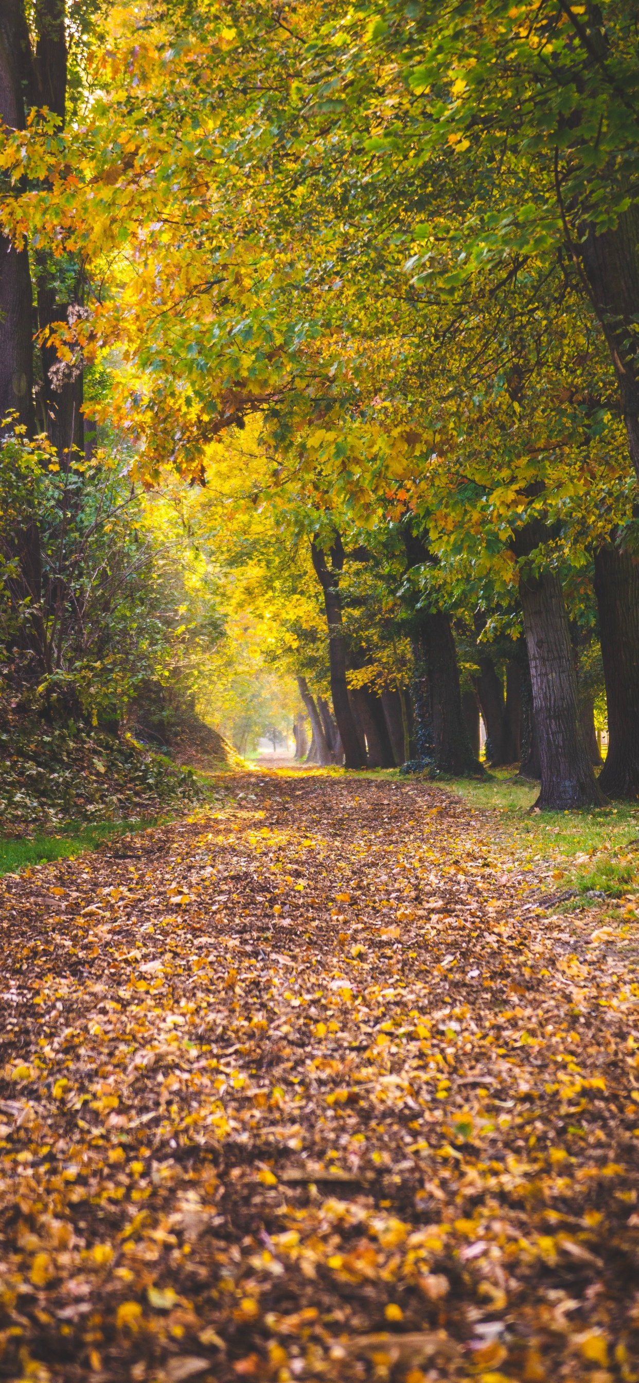 Tree, Leaf, People in Nature, Deciduous, Nature. Wallpaper in 1242x2688 Resolution