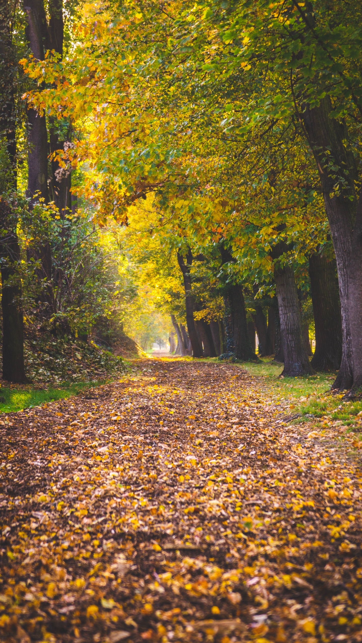 Baum, Blatt, Menschen in Der Natur, Laub, Natur. Wallpaper in 1440x2560 Resolution
