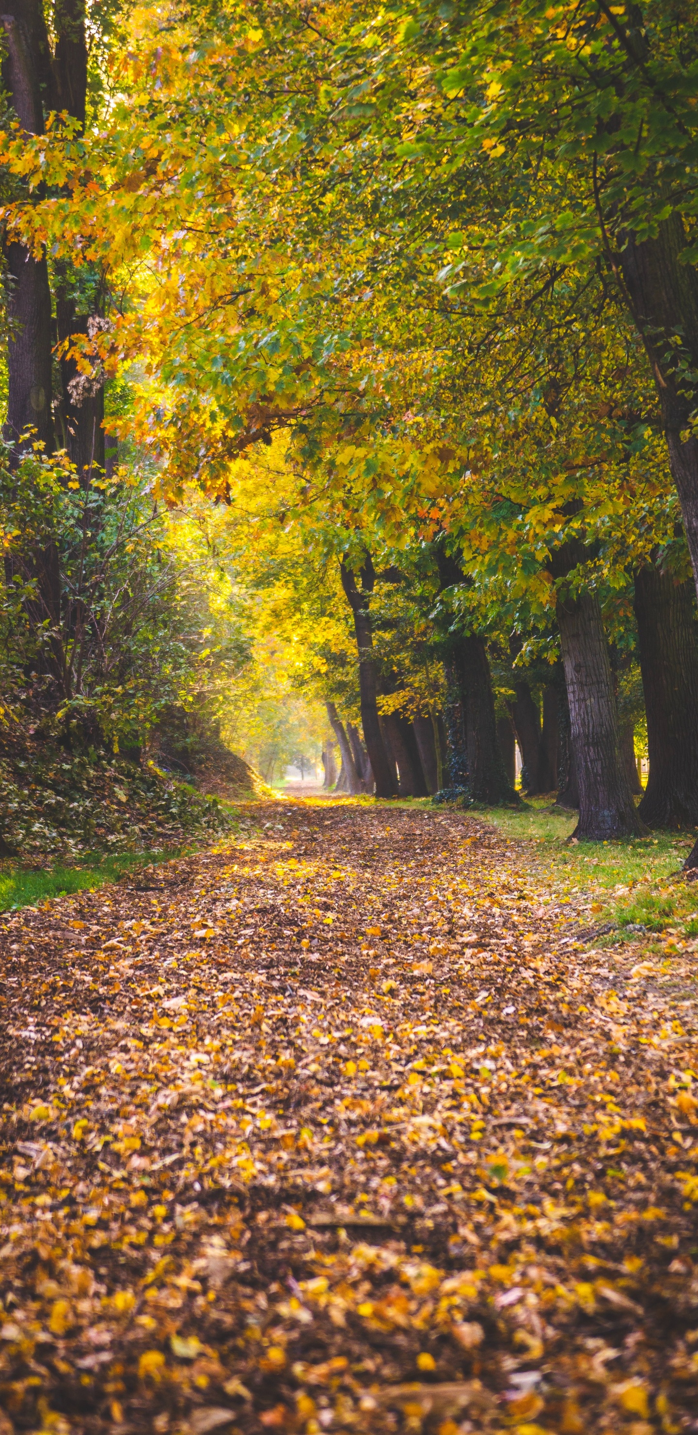 Baum, Blatt, Menschen in Der Natur, Laub, Natur. Wallpaper in 1440x2960 Resolution