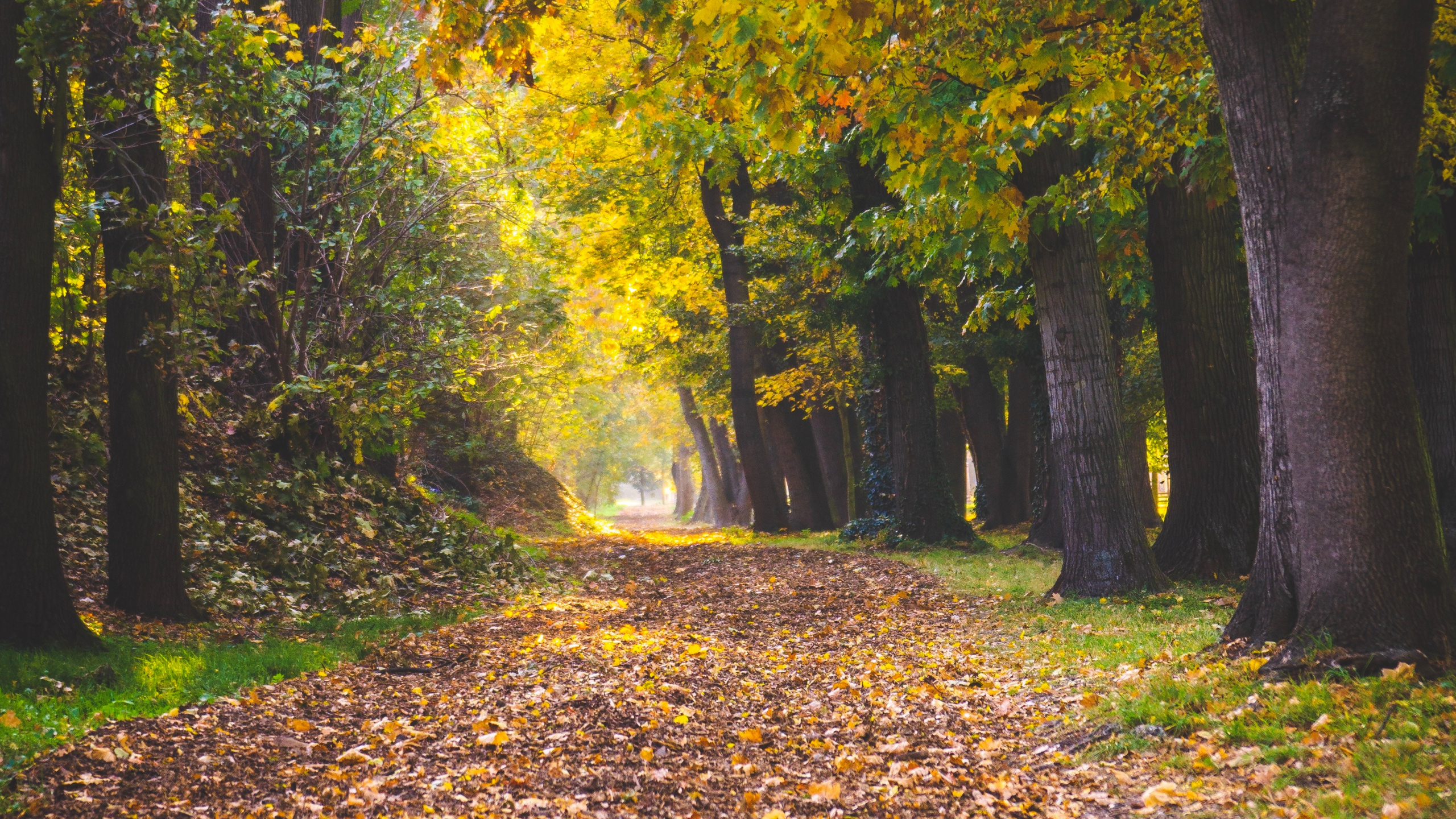 Baum, Blatt, Menschen in Der Natur, Laub, Natur. Wallpaper in 2560x1440 Resolution