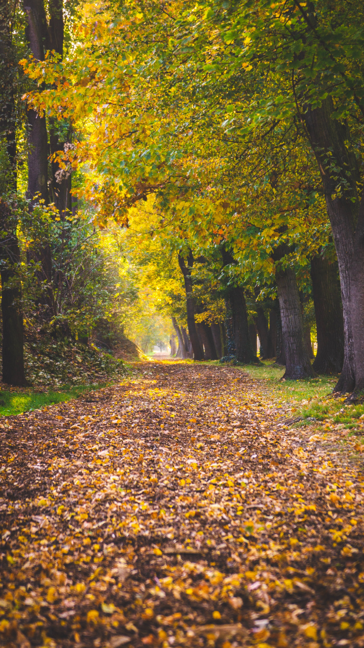 Baum, Blatt, Menschen in Der Natur, Laub, Natur. Wallpaper in 750x1334 Resolution