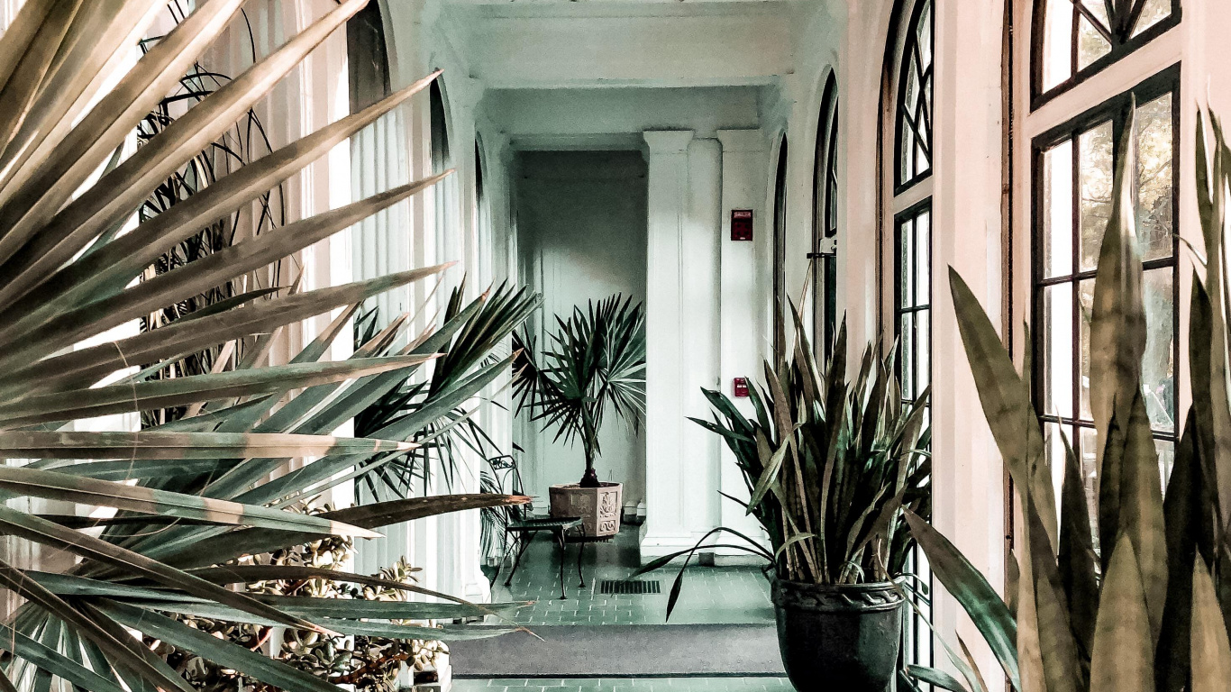 Interior Design, Plant, Property, Picture Frame, Light. Wallpaper in 1366x768 Resolution