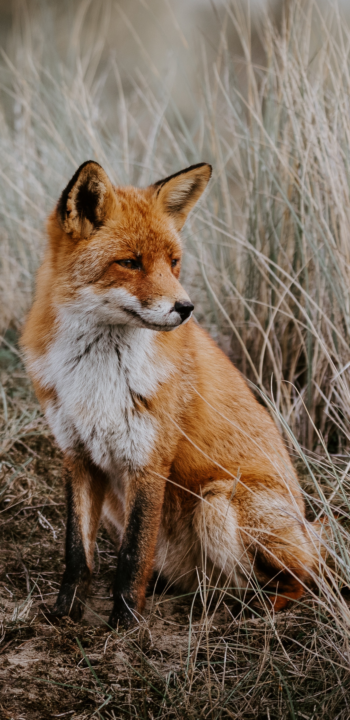 Renard Brun Sur Terrain D'herbe Brune Pendant la Journée. Wallpaper in 1440x2960 Resolution