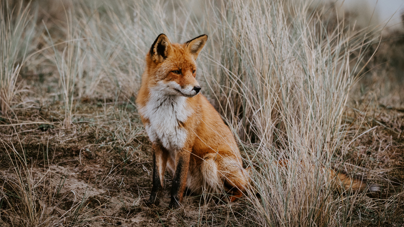红狐狸, 福克斯, 野生动物, 迅速的狐狸, 陆地动物 壁纸 1366x768 允许