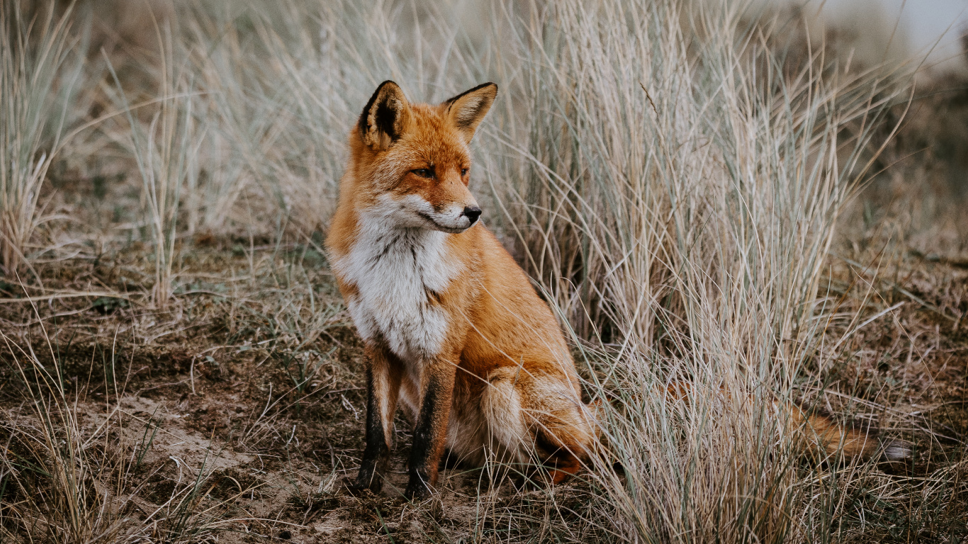 Brauner Fuchs Auf Braunem Grasfeld Tagsüber. Wallpaper in 1366x768 Resolution