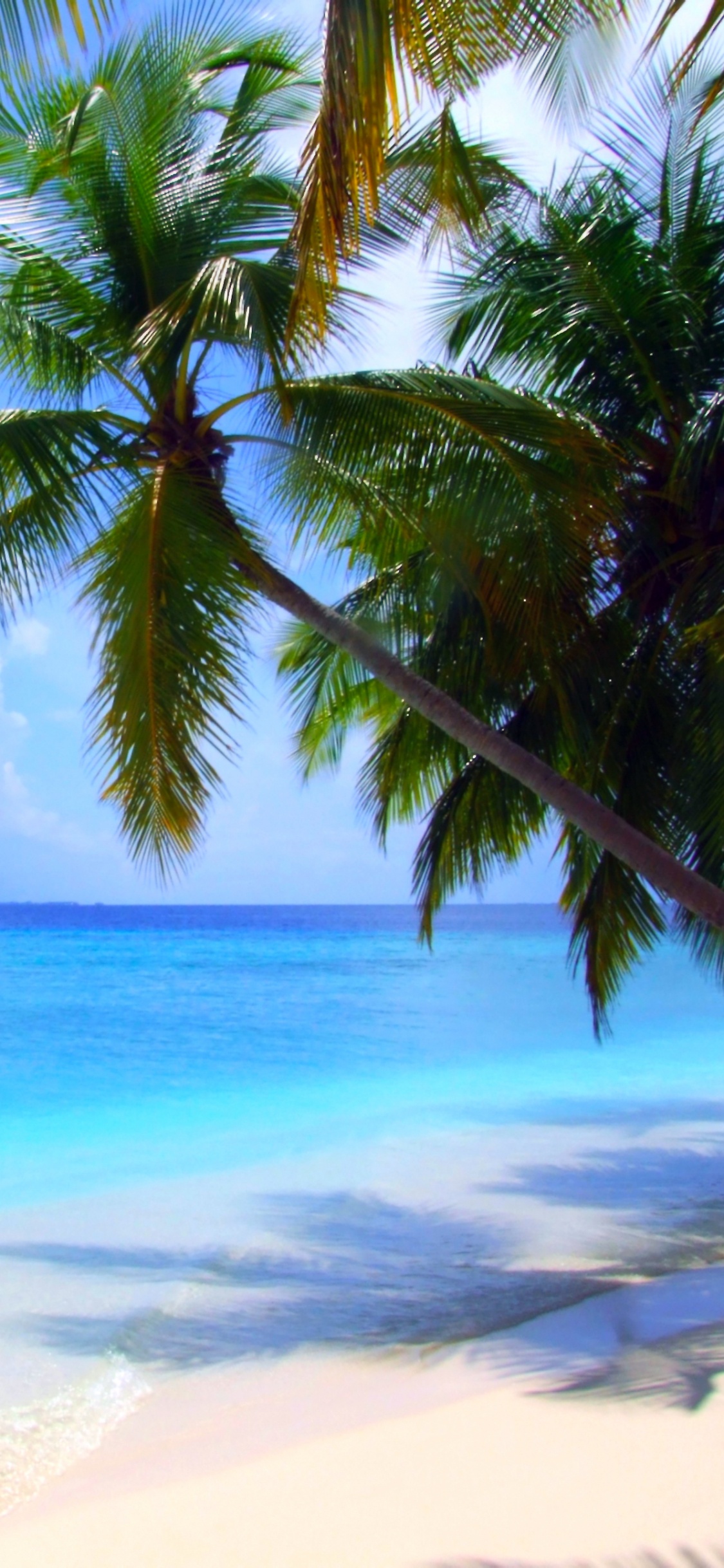 Green Palm Tree on White Sand Beach During Daytime. Wallpaper in 1125x2436 Resolution