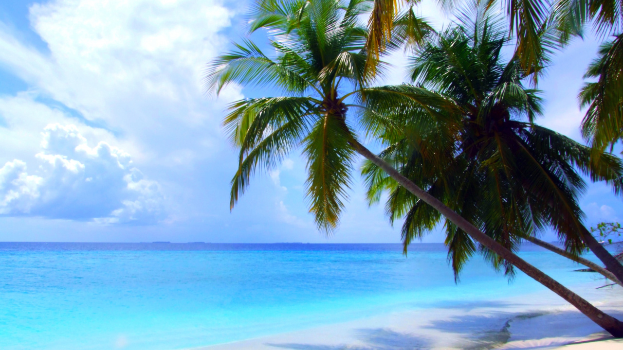 Green Palm Tree on White Sand Beach During Daytime. Wallpaper in 1280x720 Resolution