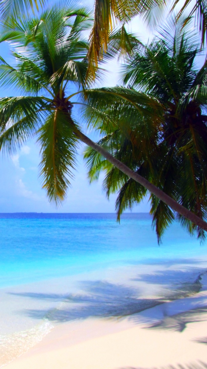 Green Palm Tree on White Sand Beach During Daytime. Wallpaper in 720x1280 Resolution
