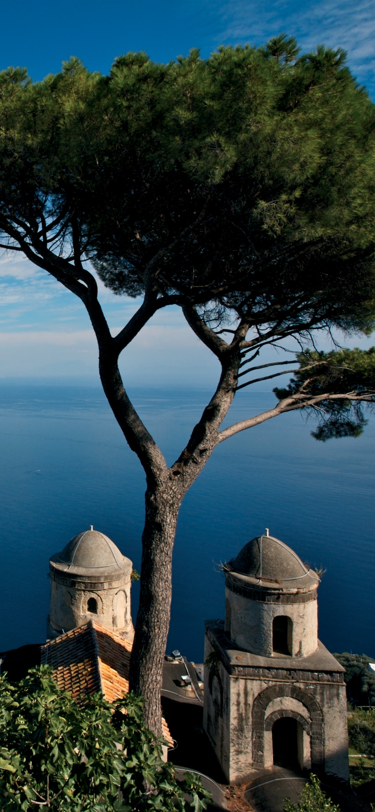 Green Tree Near Body of Water During Daytime. Wallpaper in 1242x2688 Resolution
