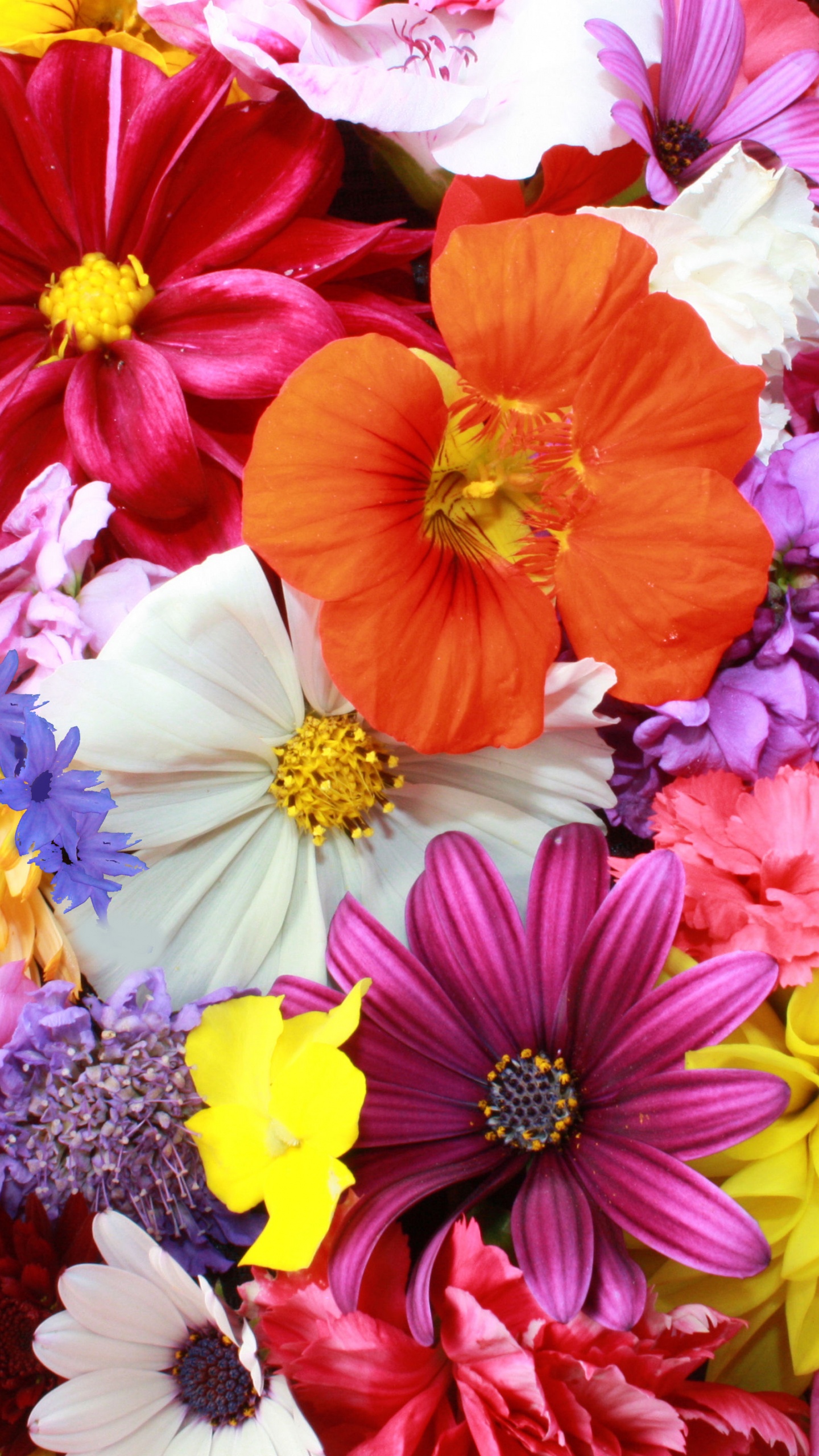 Pink White and Orange Flowers. Wallpaper in 1440x2560 Resolution