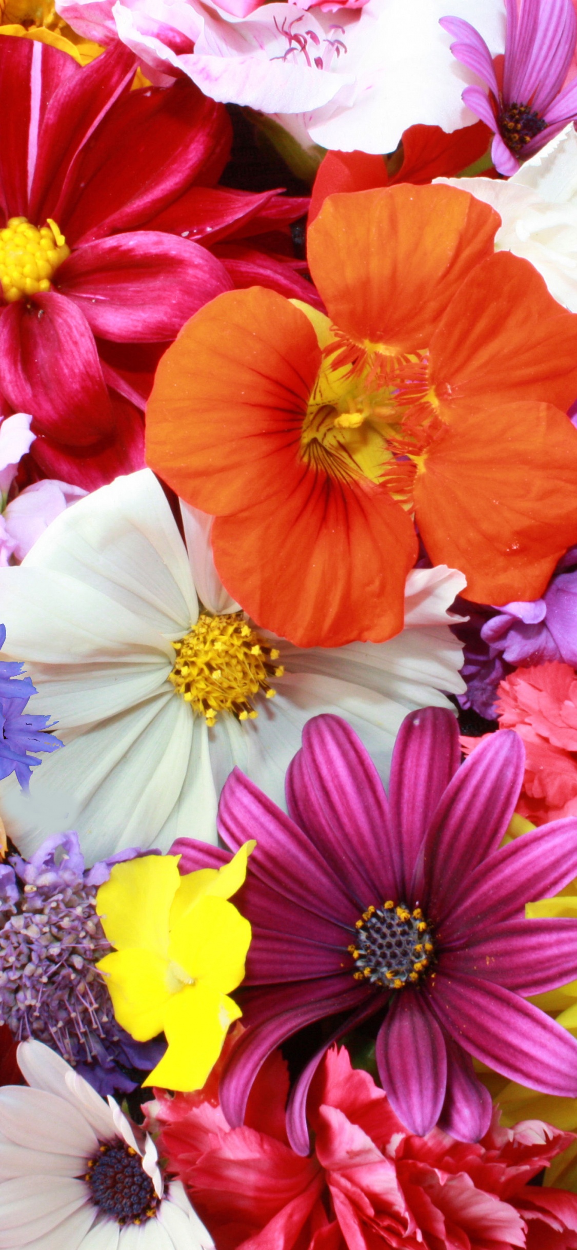 Flores Rosadas Blancas y Naranjas. Wallpaper in 1125x2436 Resolution