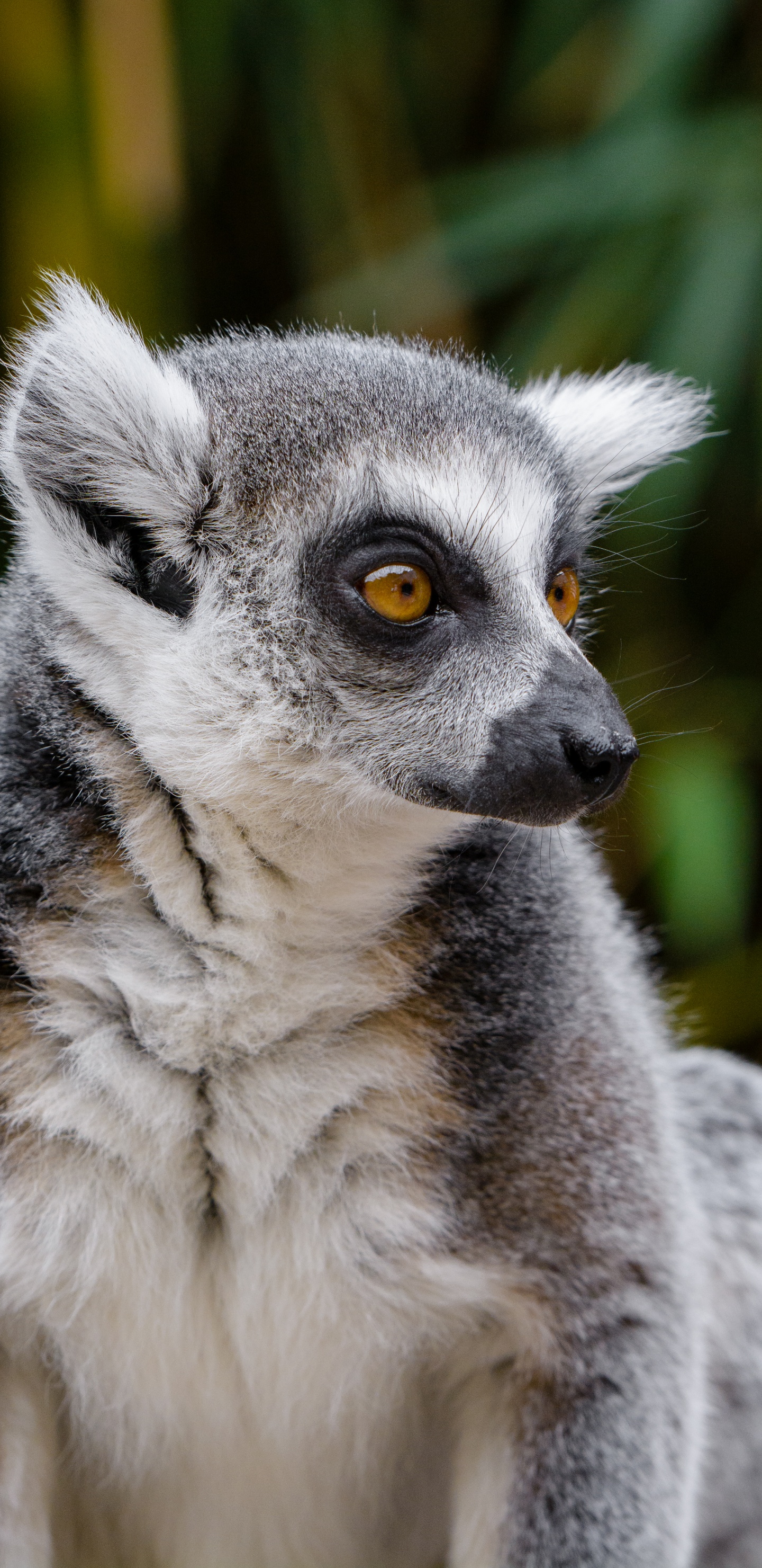 Black and White Lemur During Daytime. Wallpaper in 1440x2960 Resolution