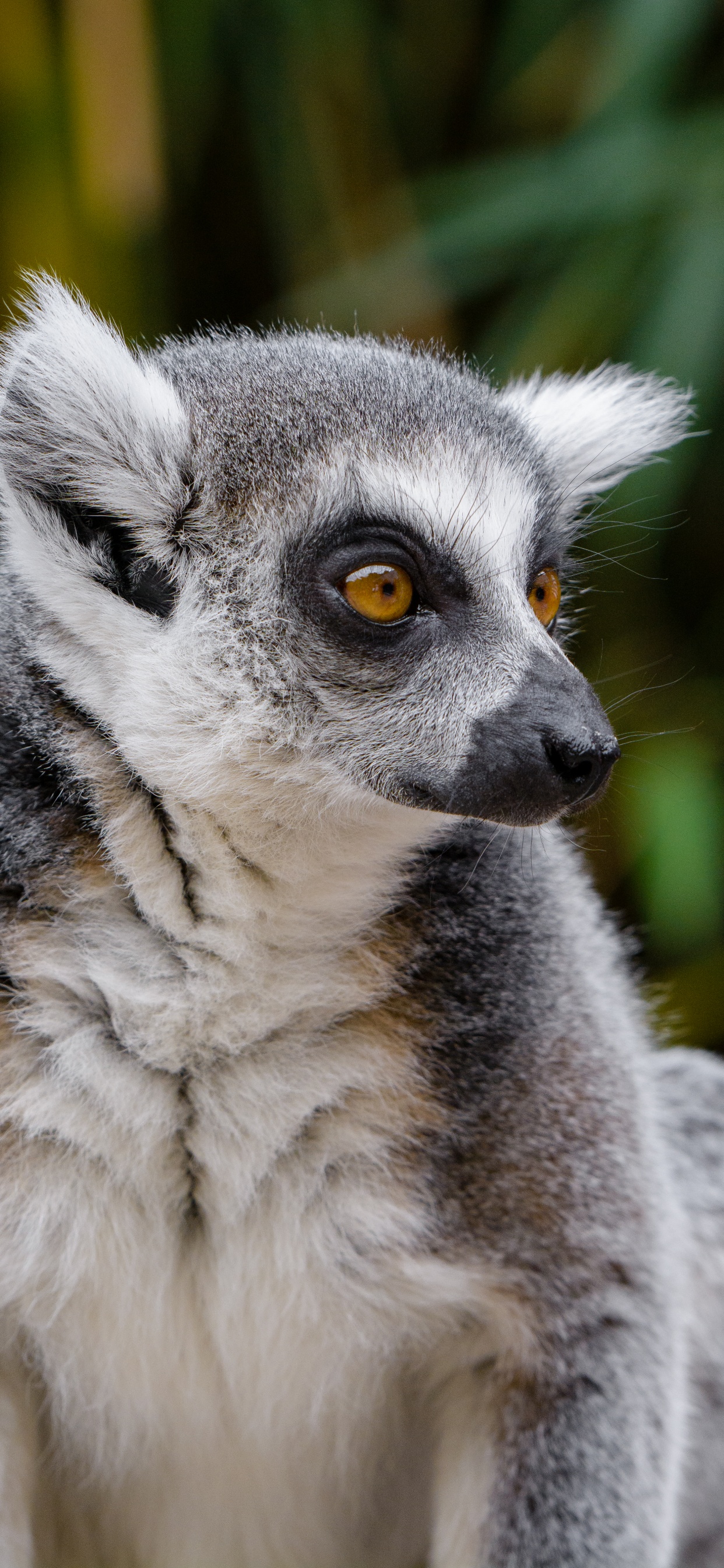 Schwarz-Weißer Lemur Tagsüber. Wallpaper in 1242x2688 Resolution