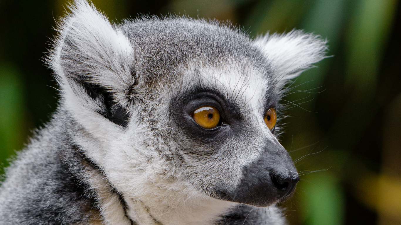 Schwarz-Weißer Lemur Tagsüber. Wallpaper in 1366x768 Resolution