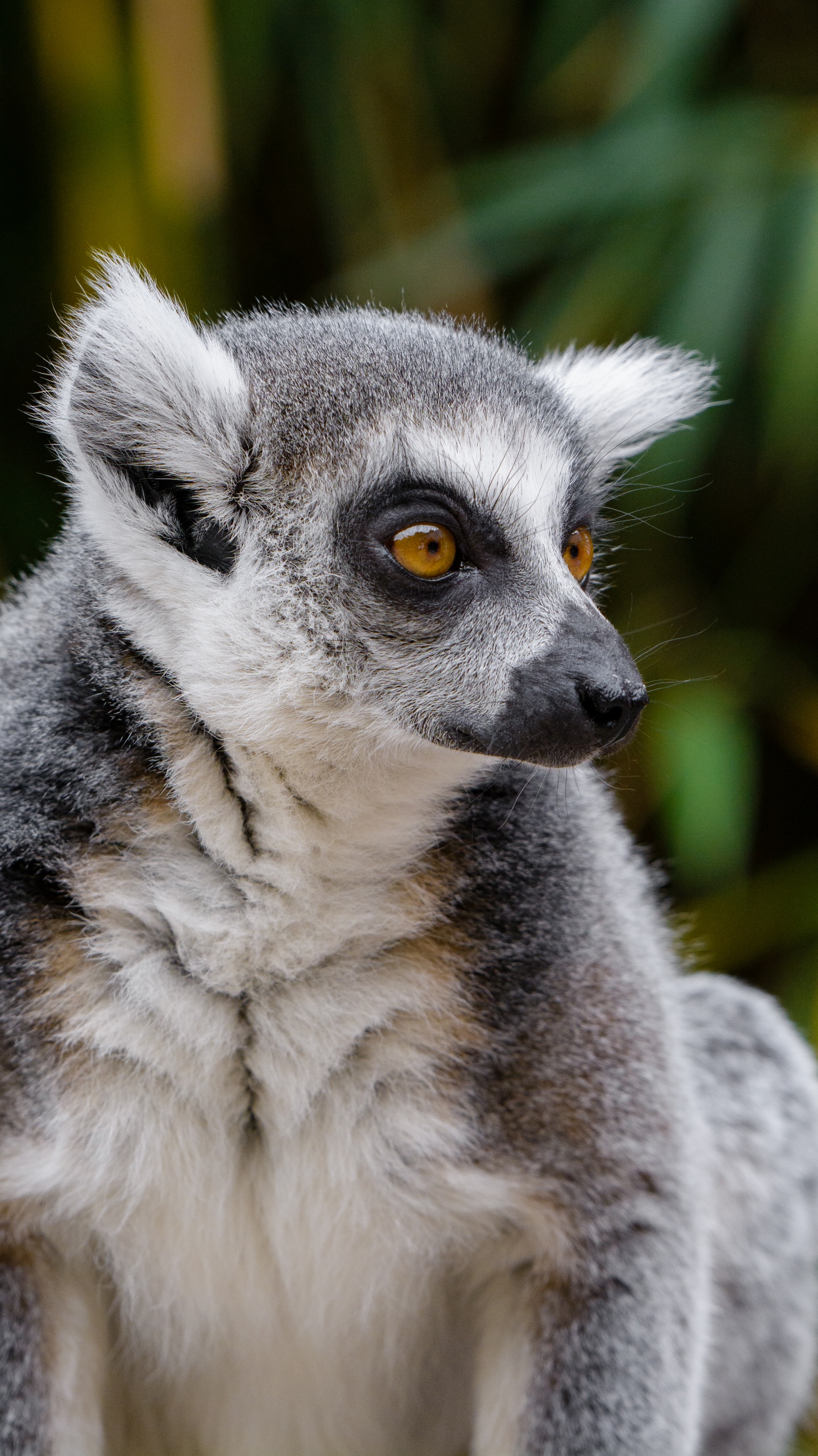 Schwarz-Weißer Lemur Tagsüber. Wallpaper in 1440x2560 Resolution