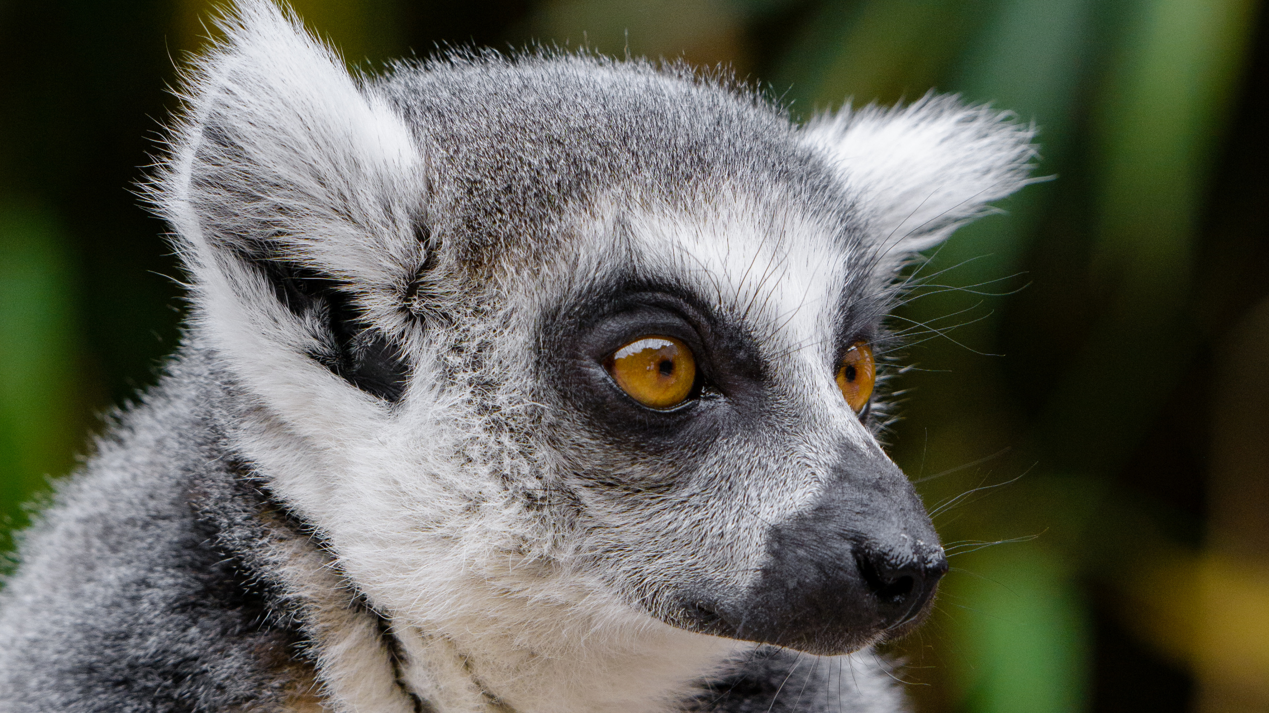 Schwarz-Weißer Lemur Tagsüber. Wallpaper in 2560x1440 Resolution