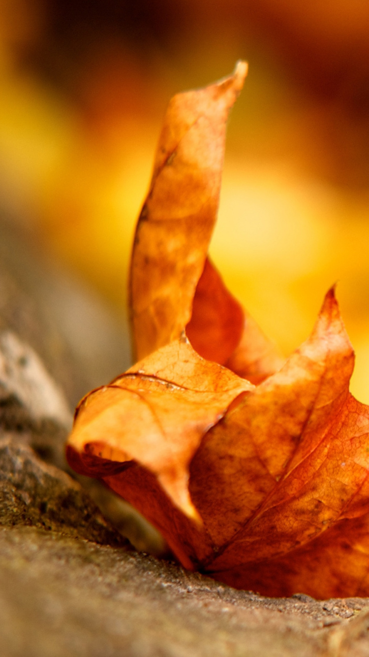 Brown Maple Leaf on Gray Rock. Wallpaper in 750x1334 Resolution