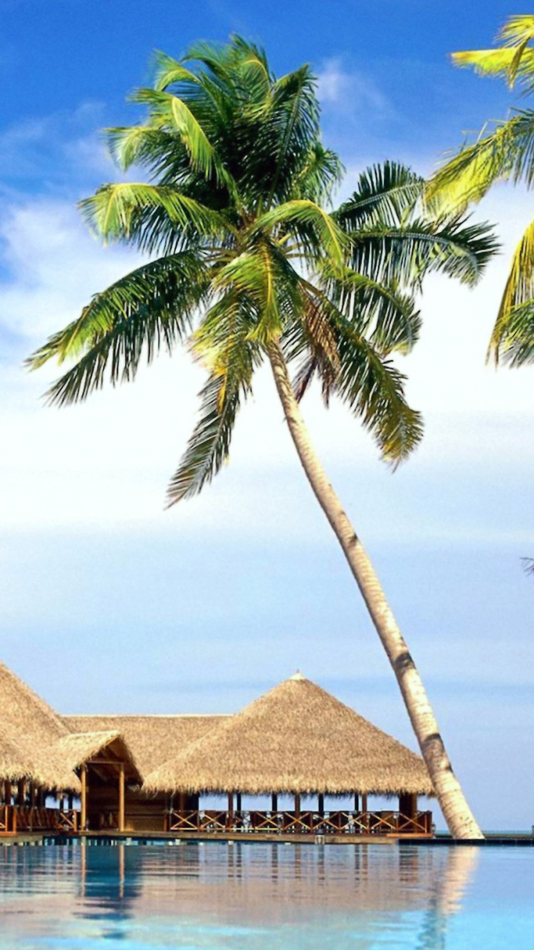 Casa de Playa de Madera Marrón Cerca de la Palmera Durante el Día. Wallpaper in 750x1334 Resolution