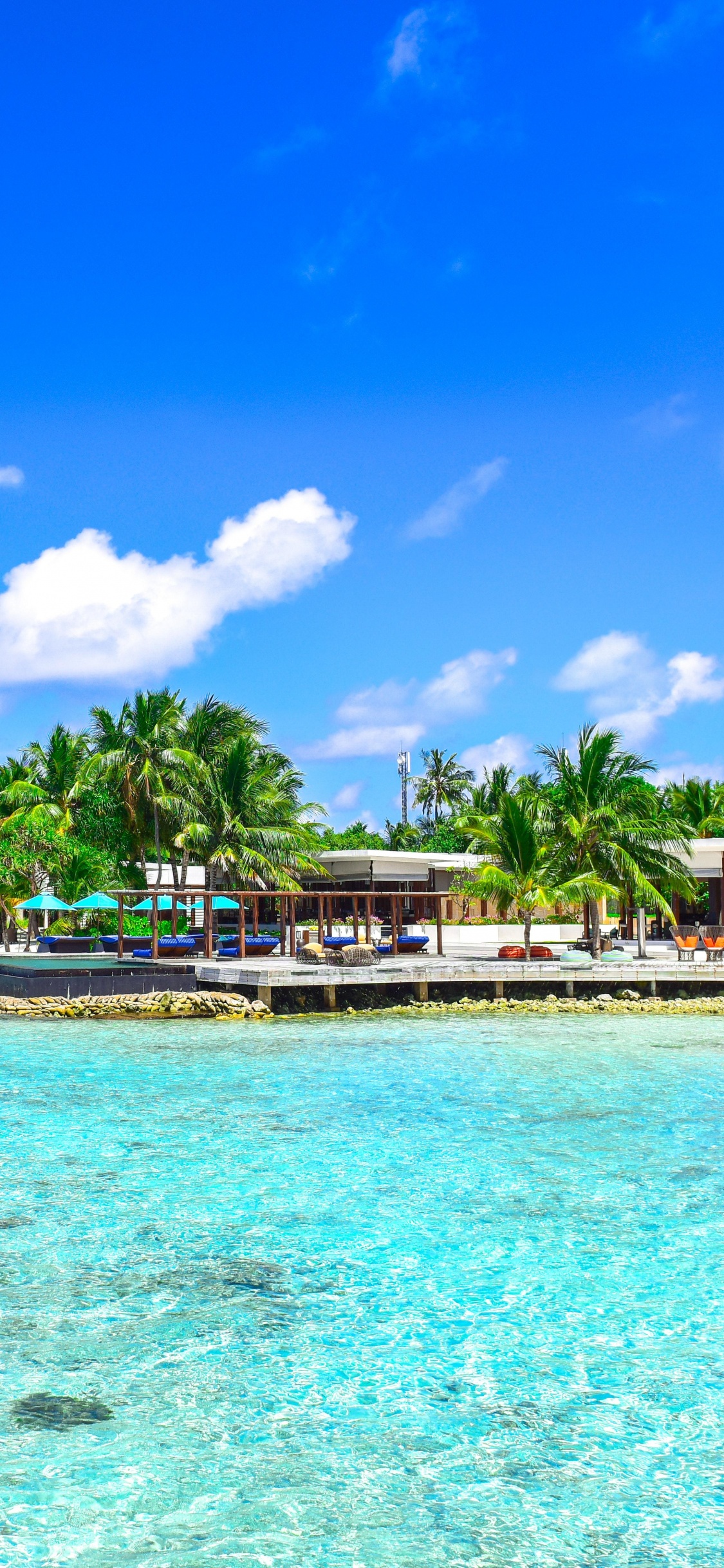 Green Palm Trees on Beach During Daytime. Wallpaper in 1125x2436 Resolution