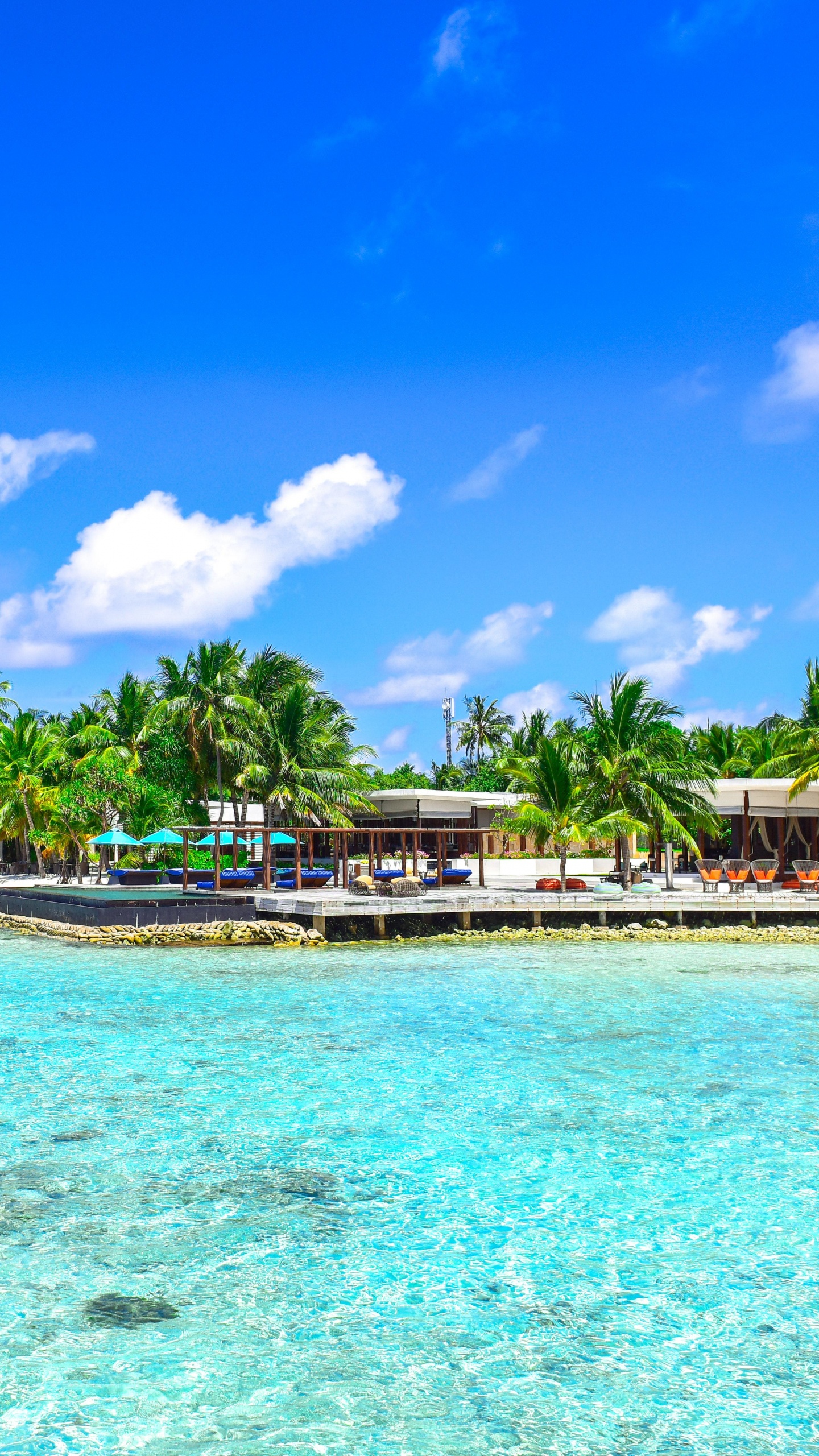Green Palm Trees on Beach During Daytime. Wallpaper in 1440x2560 Resolution