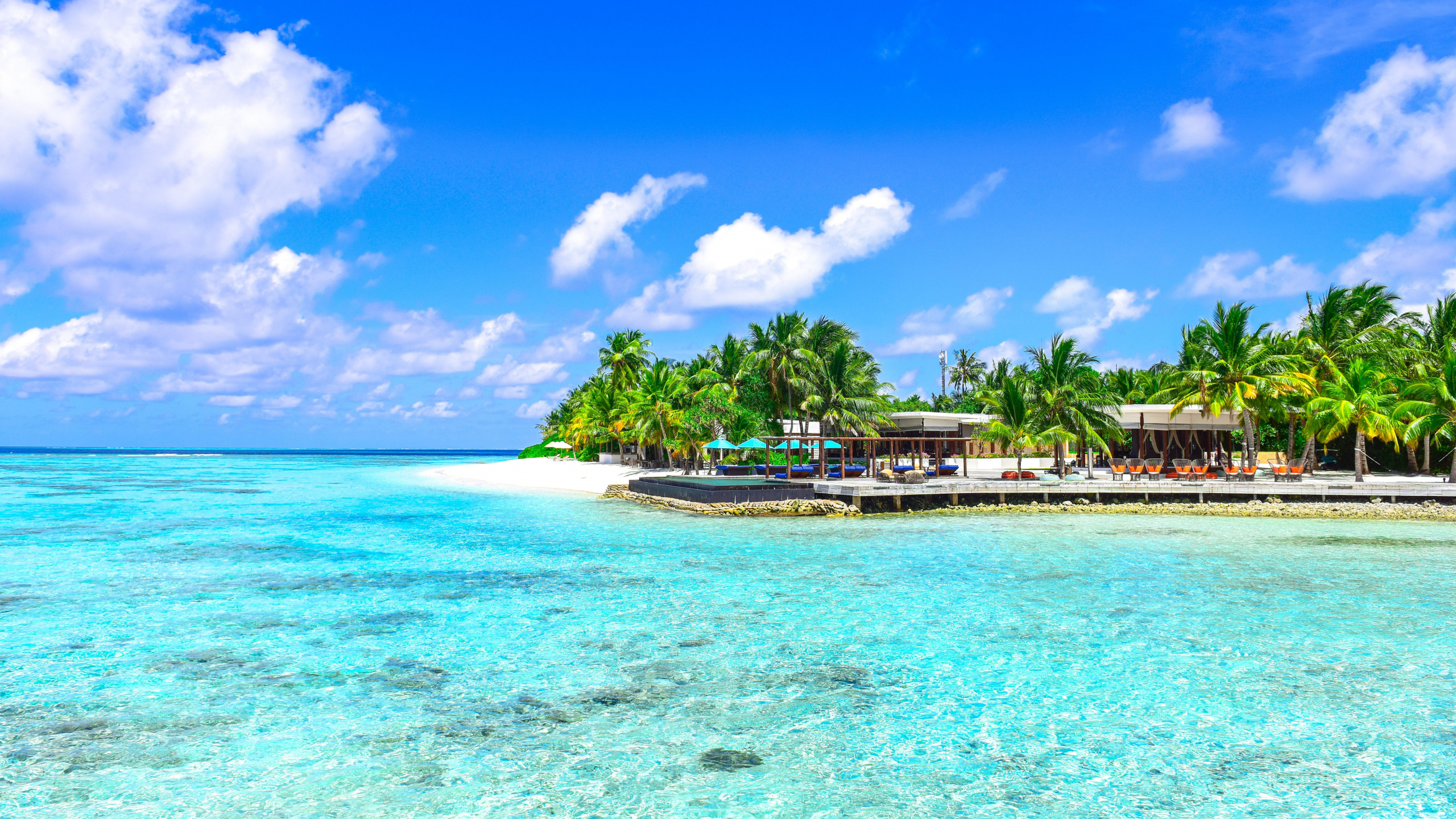 Green Palm Trees on Beach During Daytime. Wallpaper in 2560x1440 Resolution