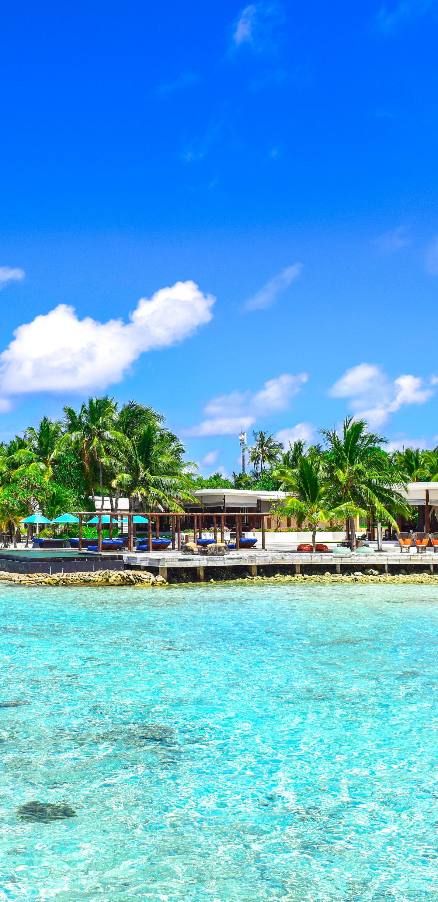 Palmiers Verts Sur la Plage Pendant la Journée. Wallpaper in 1440x2960 Resolution