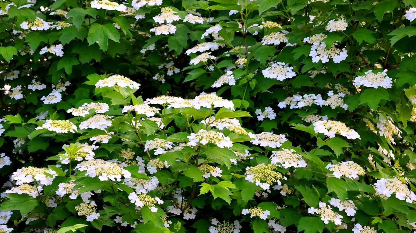 Weiße Blüten Mit Grünen Blättern. Wallpaper in 1366x768 Resolution