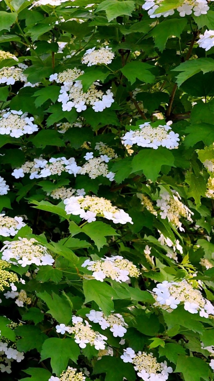 Flores Blancas Con Hojas Verdes. Wallpaper in 720x1280 Resolution