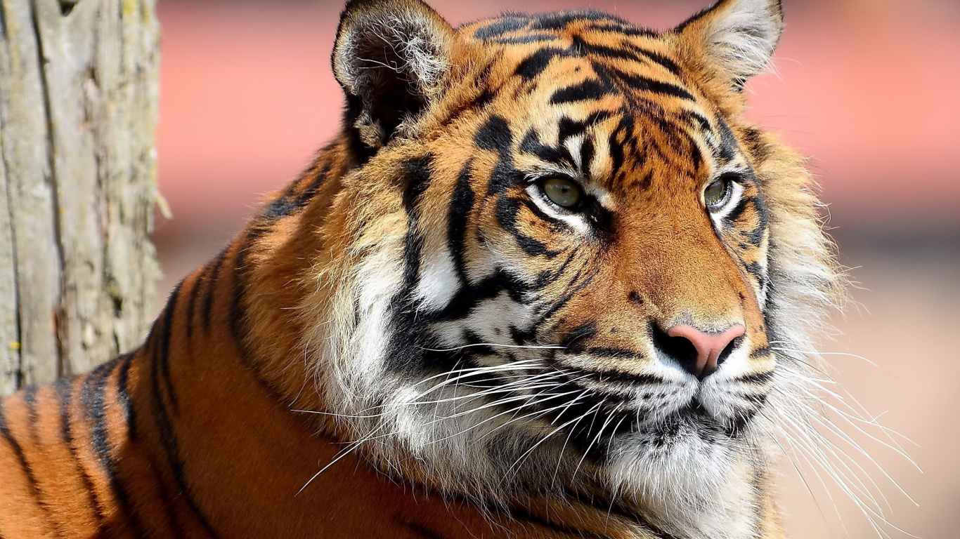 Brown and Black Tiger During Daytime. Wallpaper in 1366x768 Resolution