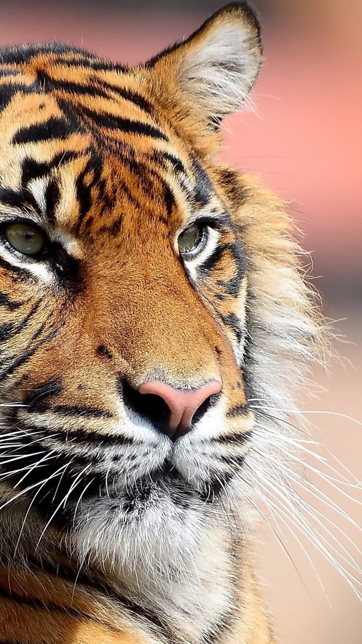 Tigre Brun et Noir Pendant la Journée. Wallpaper in 720x1280 Resolution