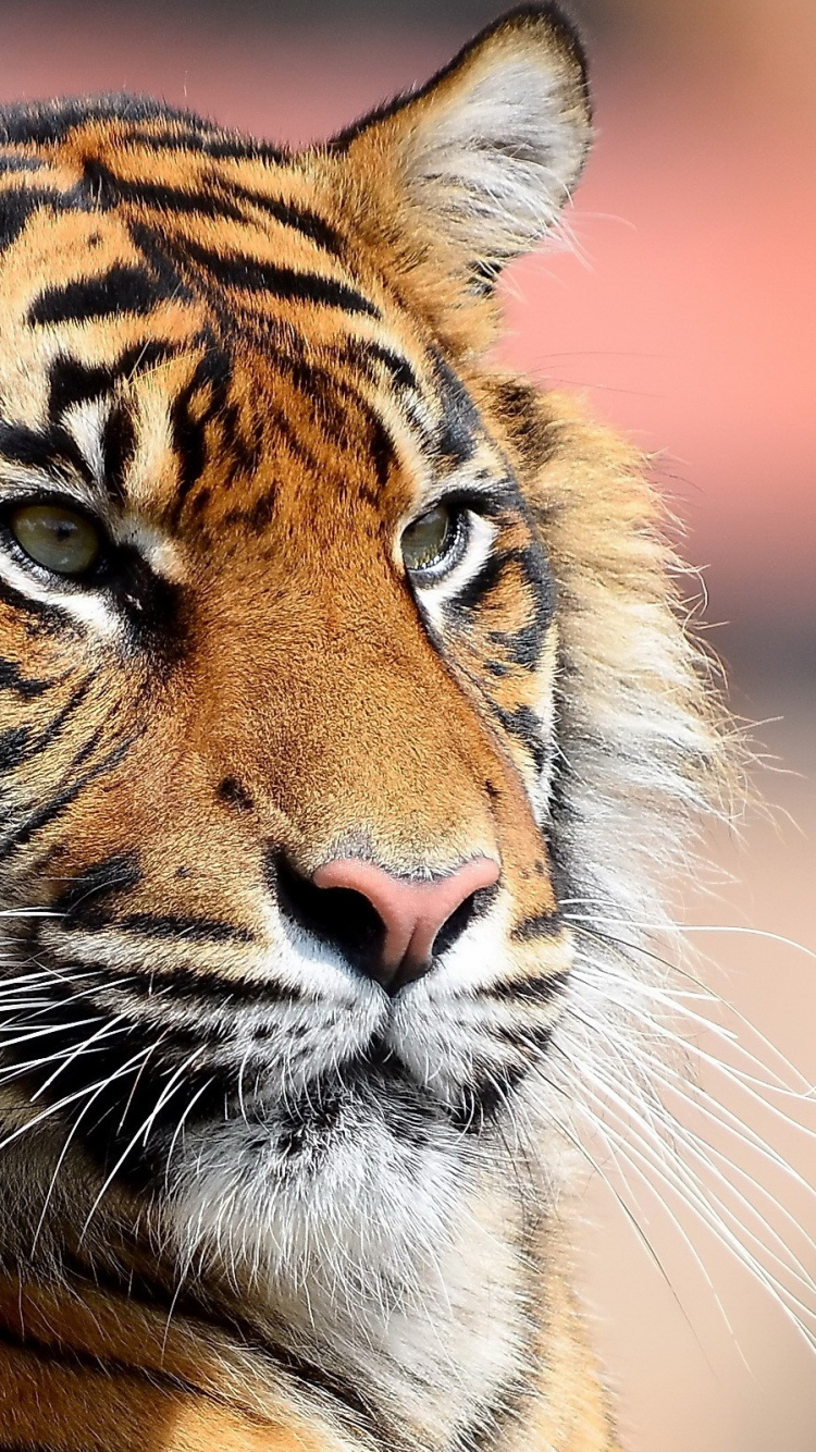 Tigre Brun et Noir Pendant la Journée. Wallpaper in 750x1334 Resolution