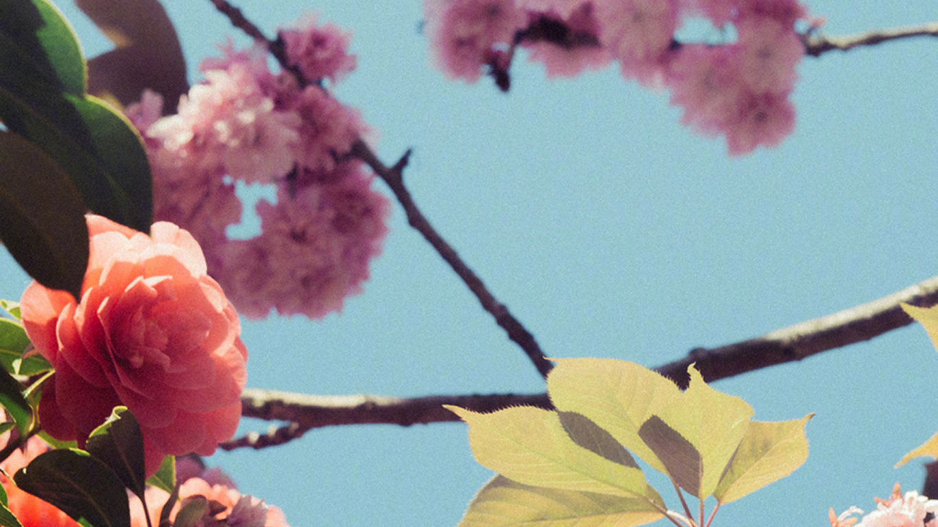 Blossom, Cherry Blossom, Flowering Plant, Plum, Flower. Wallpaper in 1366x768 Resolution