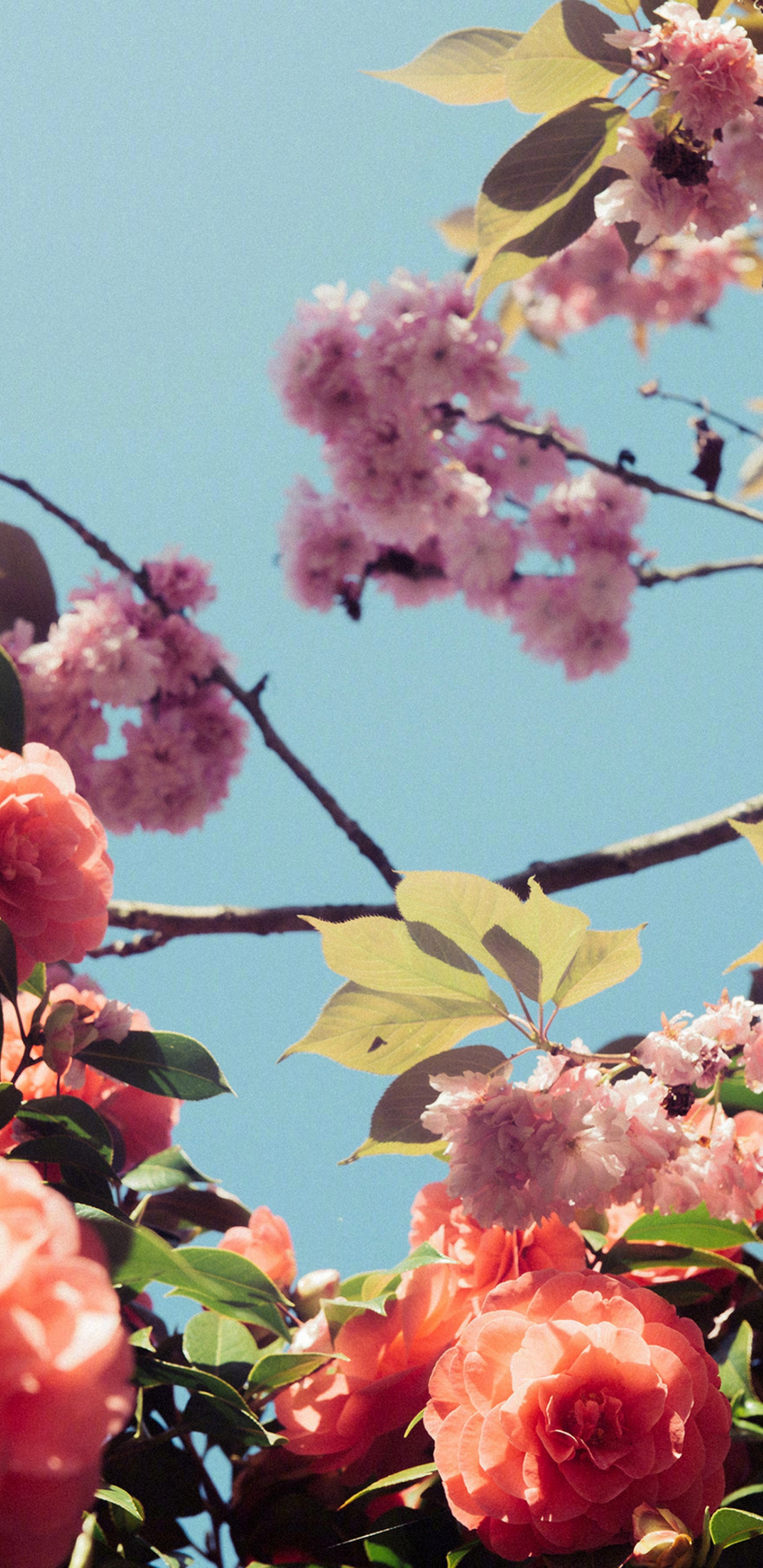 Blossom, Cherry Blossom, Flowering Plant, Plum, Flower. Wallpaper in 1440x2960 Resolution