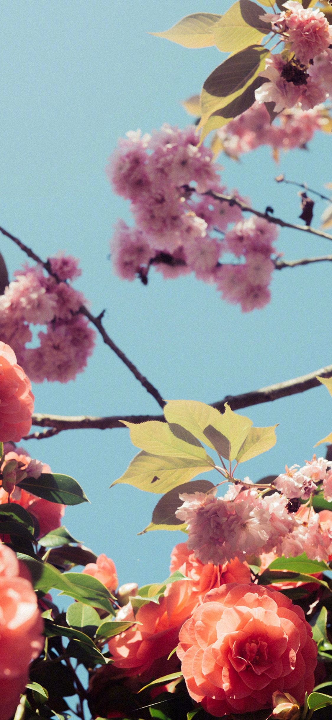 Cerezo, la Floración de la Planta, Luz, la Botánica, Pétalo. Wallpaper in 1125x2436 Resolution