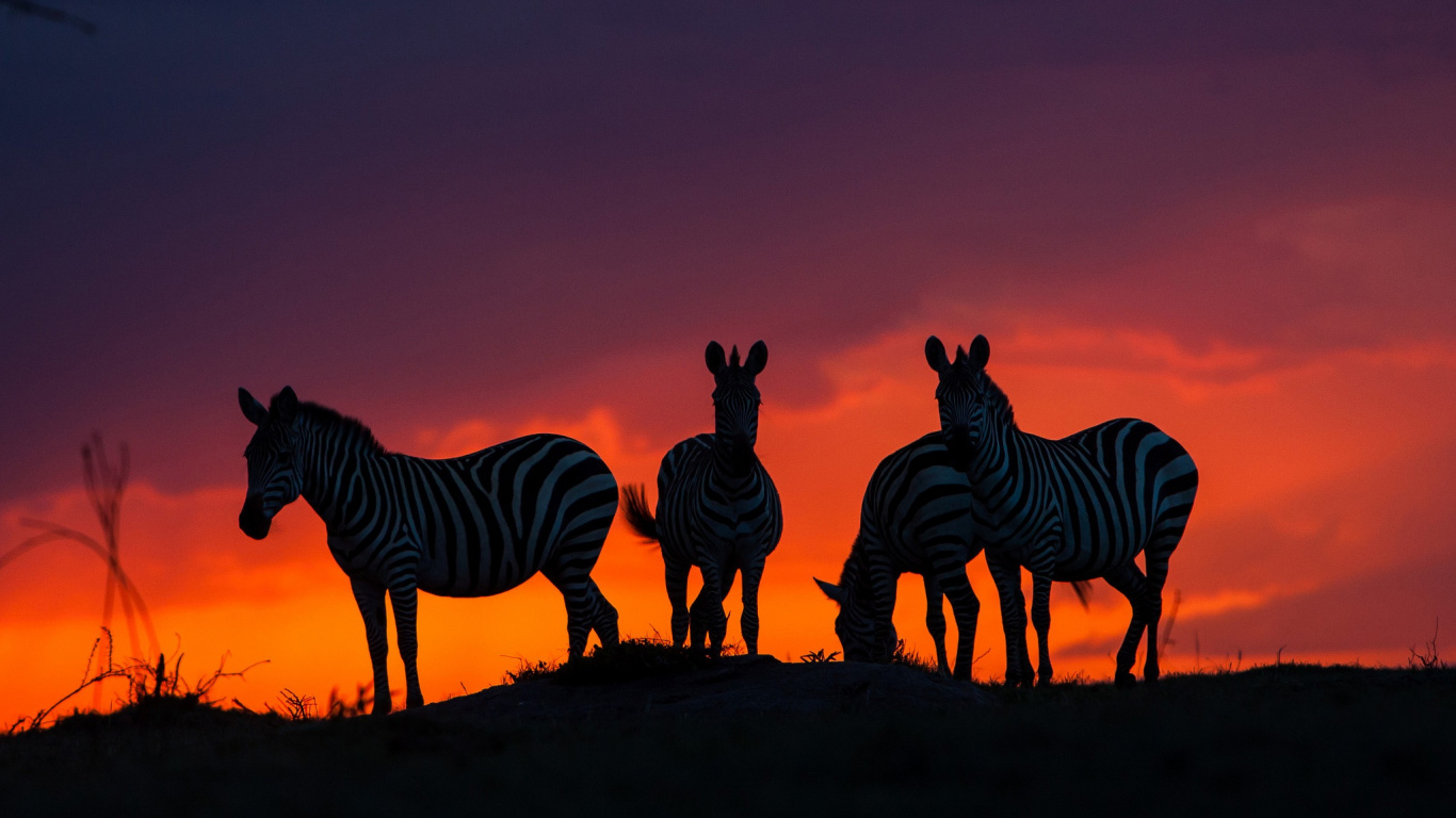 Silhouette de Zèbre Sur Champ Brun Pendant le Coucher du Soleil. Wallpaper in 1366x768 Resolution