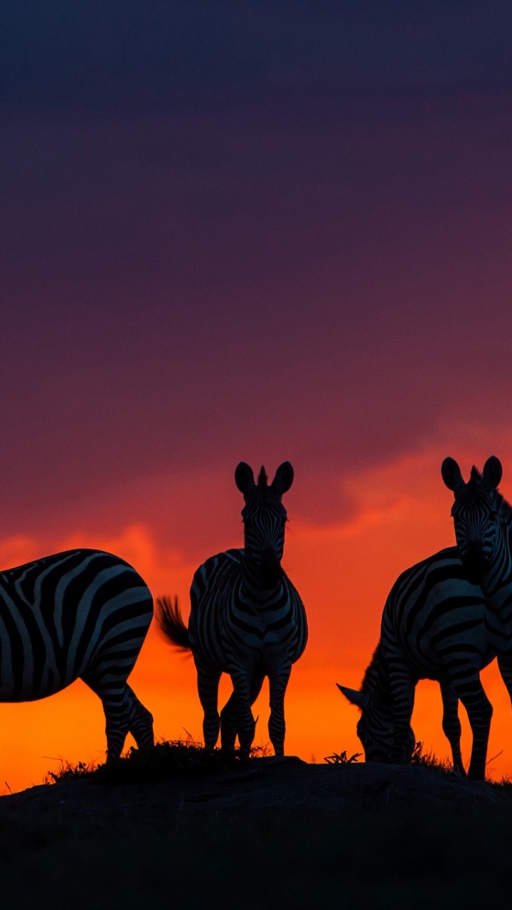 Silhouette Des Zebras Auf Braunem Feld Während Des Sonnenuntergangs. Wallpaper in 720x1280 Resolution