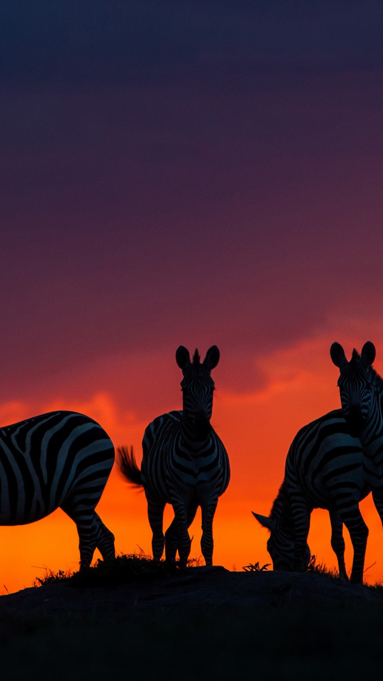 Silhouette Des Zebras Auf Braunem Feld Während Des Sonnenuntergangs. Wallpaper in 750x1334 Resolution