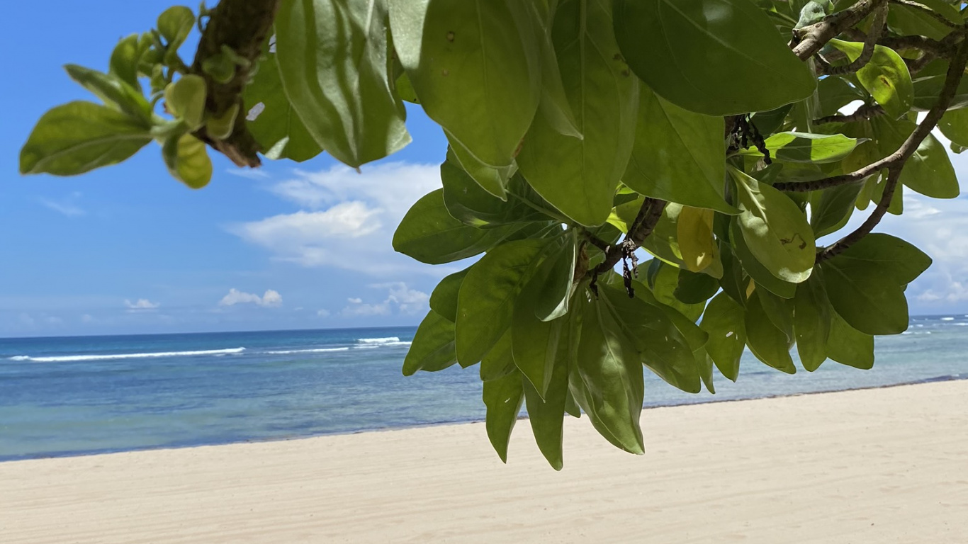 Leaf, Biology, Science, Plants, Ocean. Wallpaper in 1366x768 Resolution