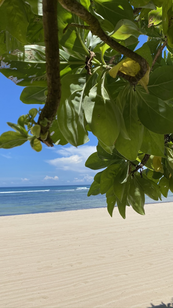 Leaf, Biology, Science, Plants, Ocean. Wallpaper in 720x1280 Resolution