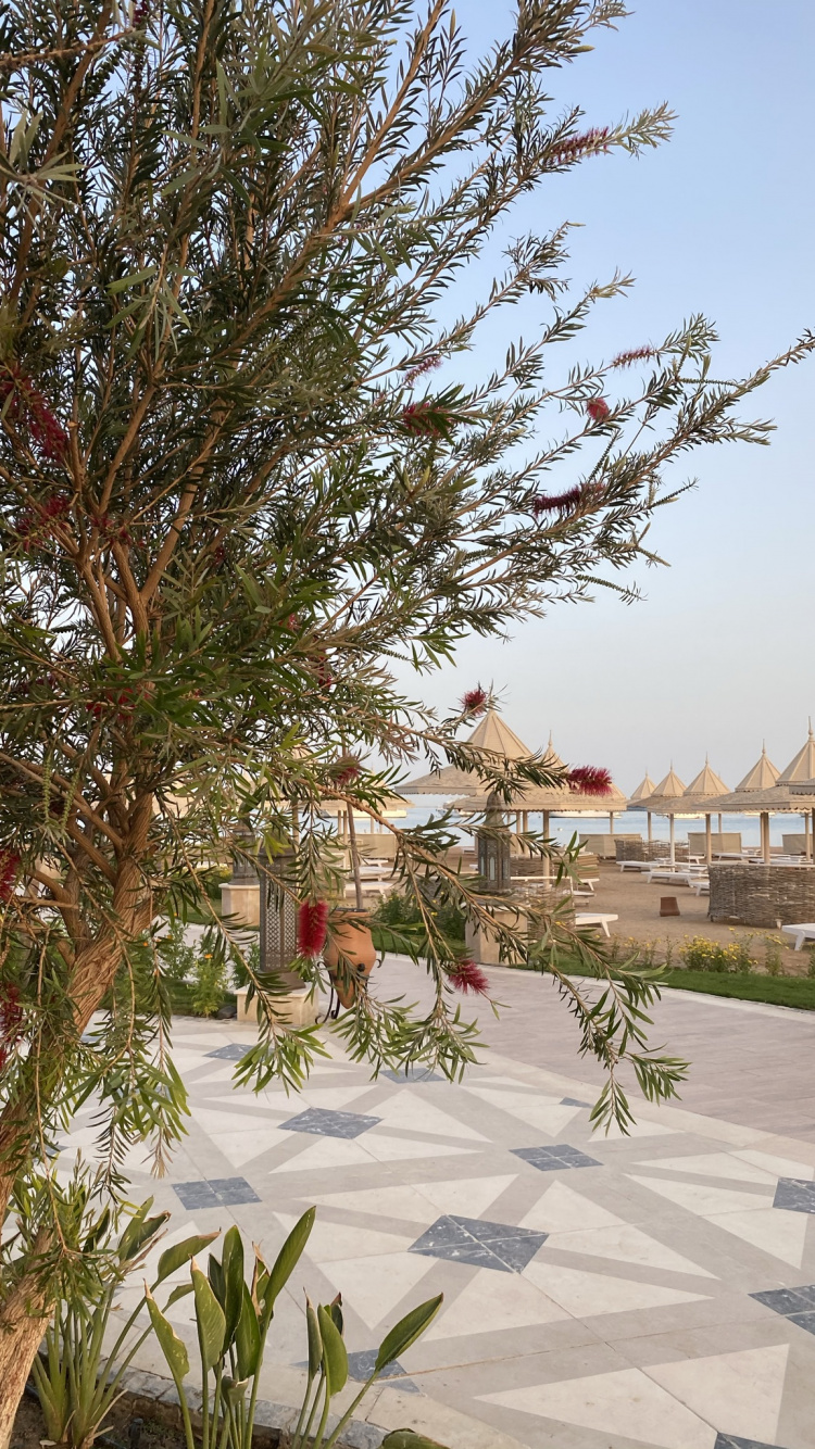 Flora, Palmera, la Vegetación, Edificio, Planta Terrestre. Wallpaper in 750x1334 Resolution