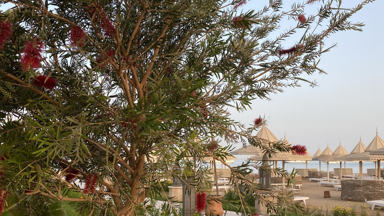 Flore, Palmier, Végétation, Bâtiment, Plante Terrestre. Wallpaper in 1280x720 Resolution