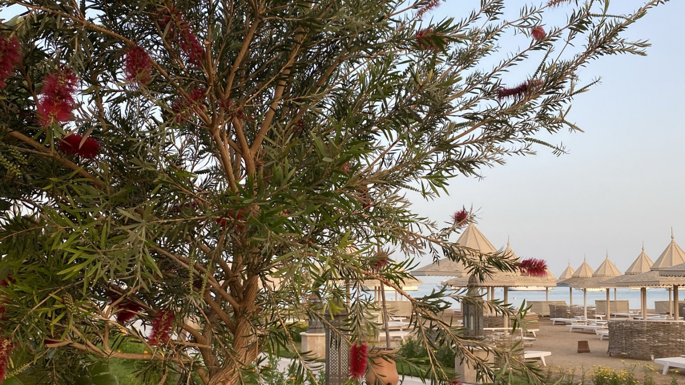 Flore, Palmier, Végétation, Bâtiment, Plante Terrestre. Wallpaper in 1366x768 Resolution