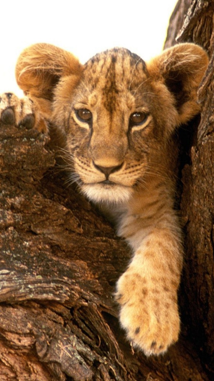 Brown and Black Tiger Cub on Brown Tree. Wallpaper in 720x1280 Resolution