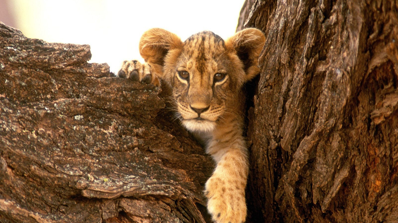 Petit Tigre Brun et Noir Sur L'arbre Brun. Wallpaper in 1280x720 Resolution