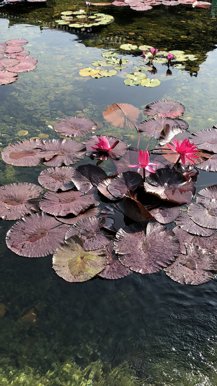 Eau, Sciences, Plante, Biologie, Corps de L'eau. Wallpaper in 750x1334 Resolution