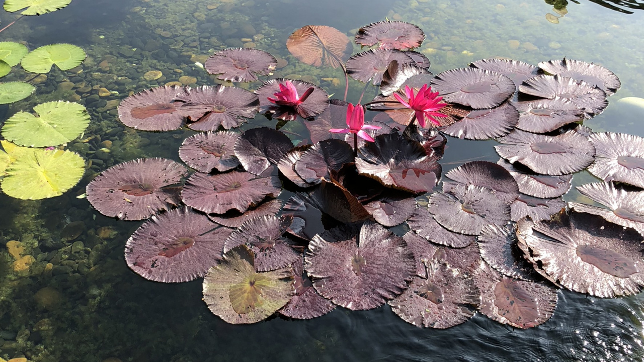Water, Science, Plants, Biology, Body of Water. Wallpaper in 1280x720 Resolution