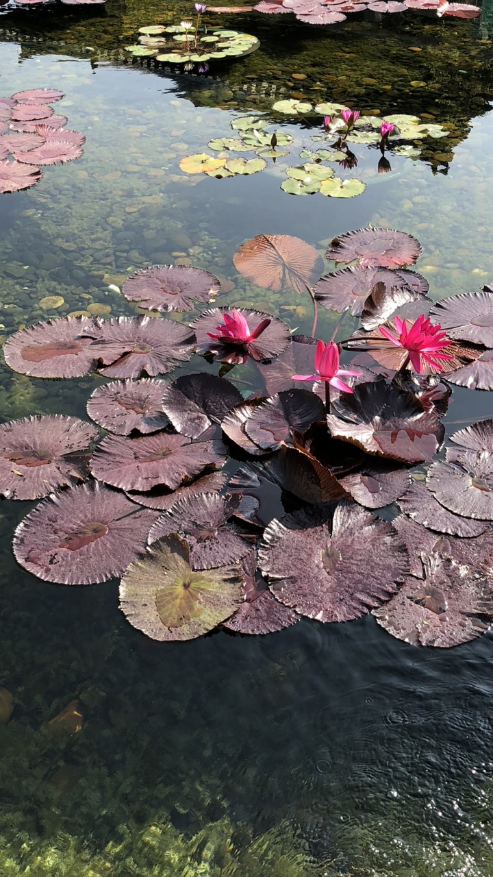 Water, Science, Plants, Biology, Body of Water. Wallpaper in 720x1280 Resolution