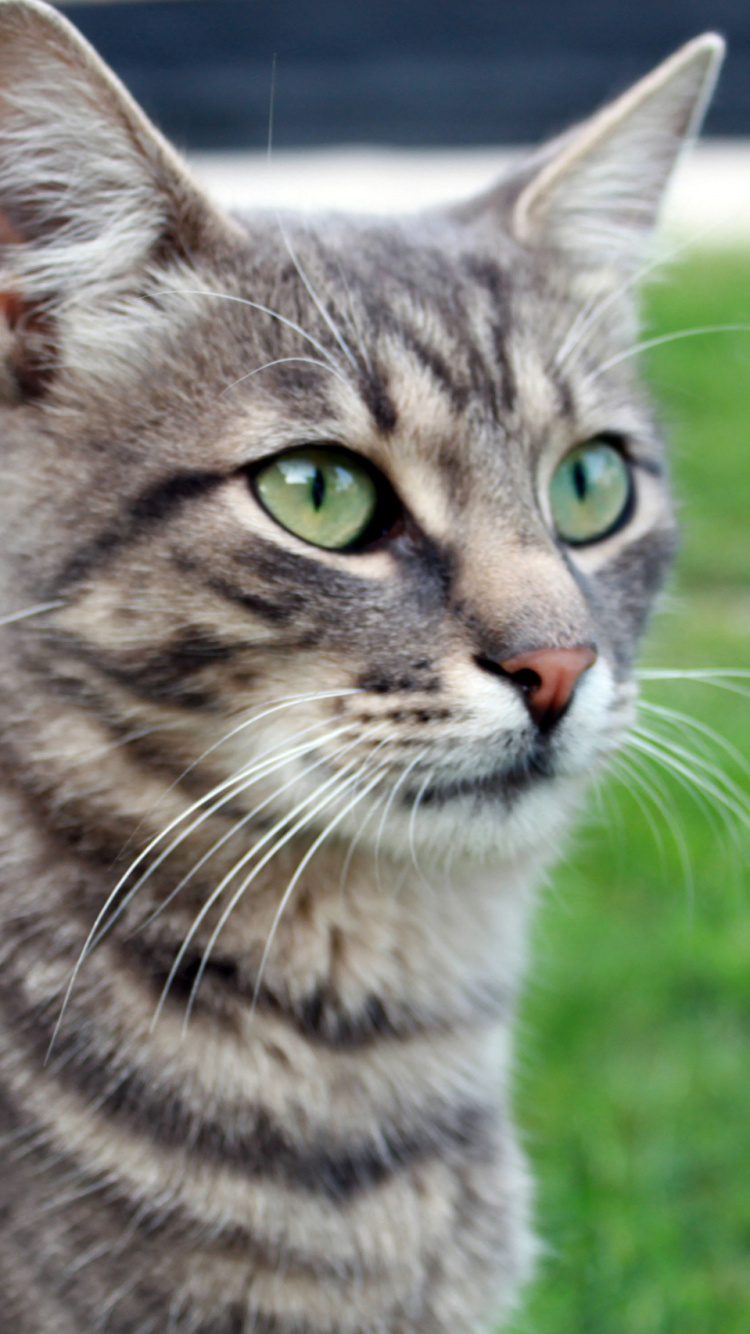 Brown Tabby Cat on Green Grass During Daytime. Wallpaper in 750x1334 Resolution